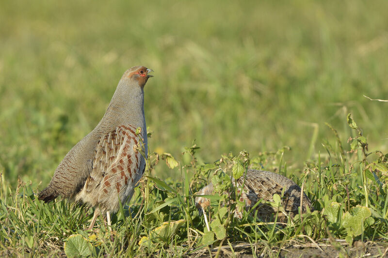 Grey Partridge male adult, identification, song