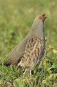 Grey Partridge