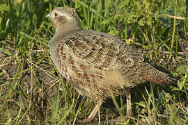 Grey Partridge