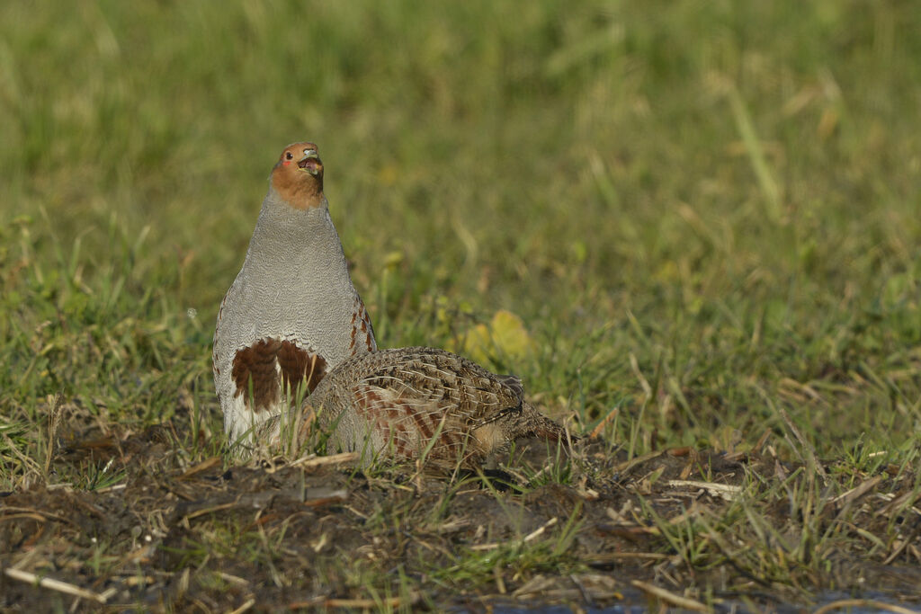 Perdrix griseadulte