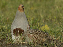 Grey Partridge