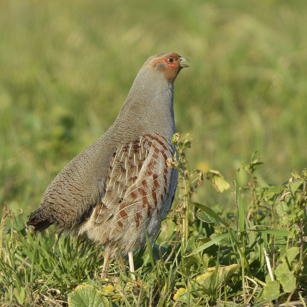 Perdrix grise mâle adulte, identification