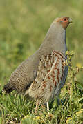 Grey Partridge