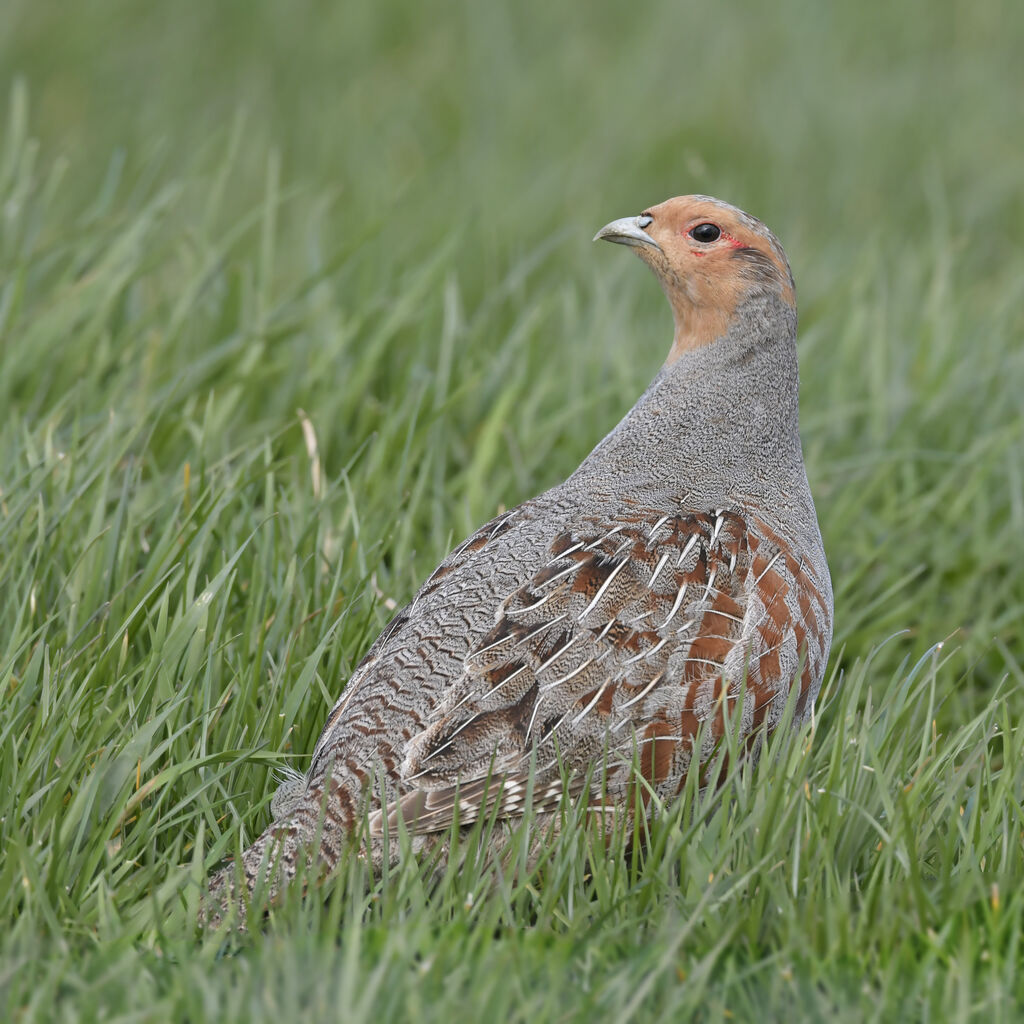 Grey Partridgeadult, identification