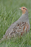 Grey Partridge