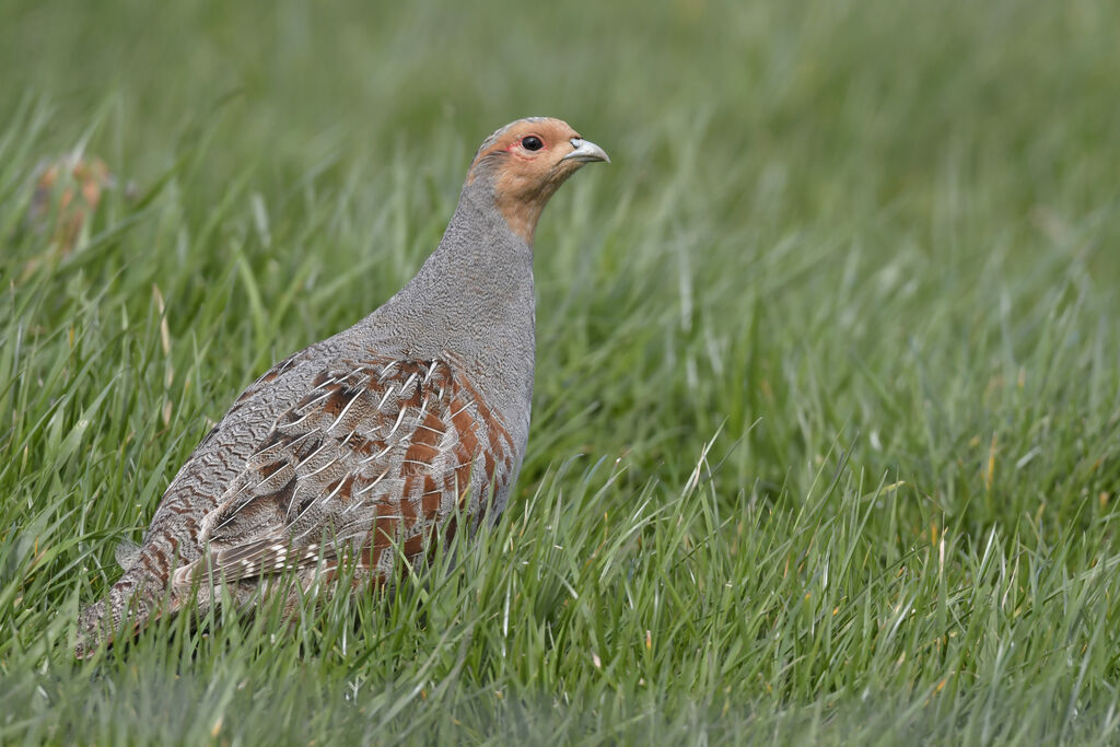 Perdrix griseadulte, identification