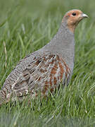 Grey Partridge