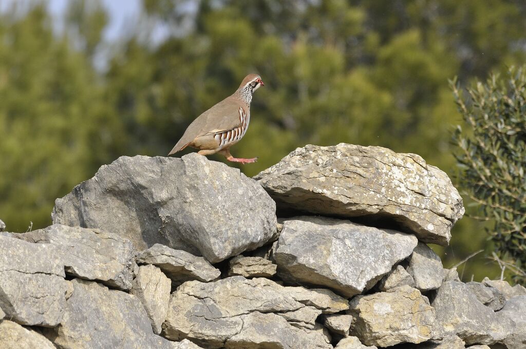 Red-legged Partridge