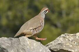 Red-legged Partridge