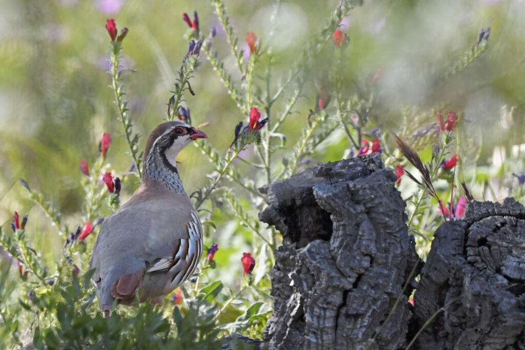 Red-legged Partridgeadult, identification