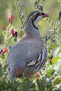 Red-legged Partridge