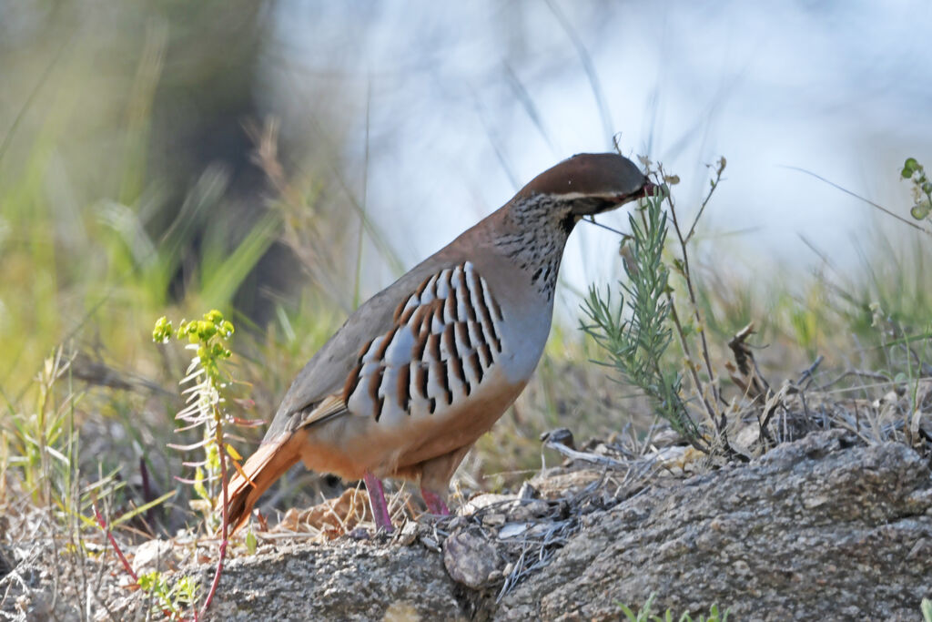 Red-legged Partridgeadult, feeding habits, eats