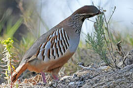 Red-legged Partridge