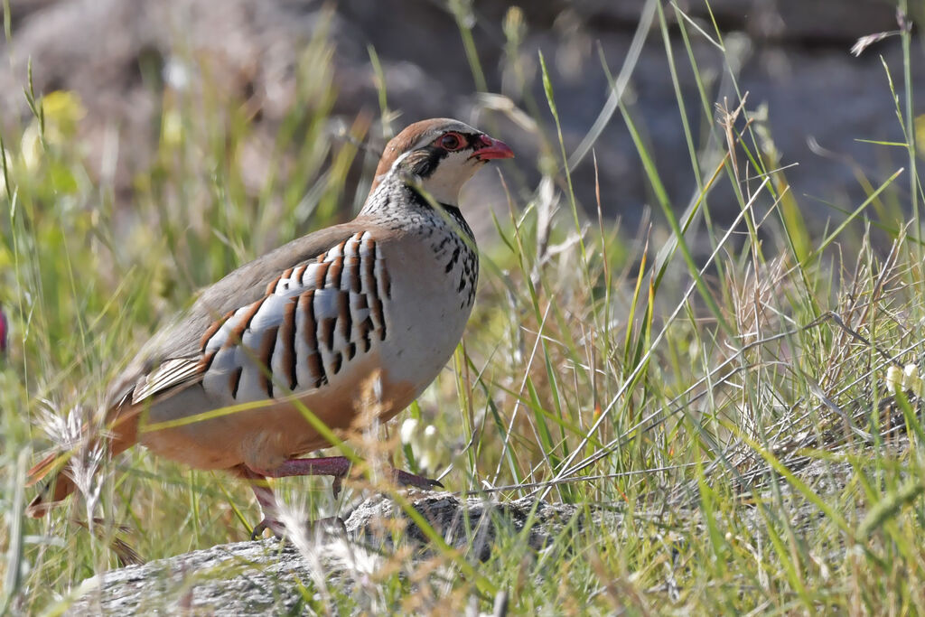 Perdrix rougeadulte, identification