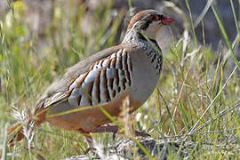 Red-legged Partridge