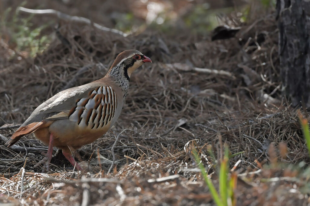 Red-legged Partridgeadult, identification