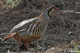 Red-legged Partridge