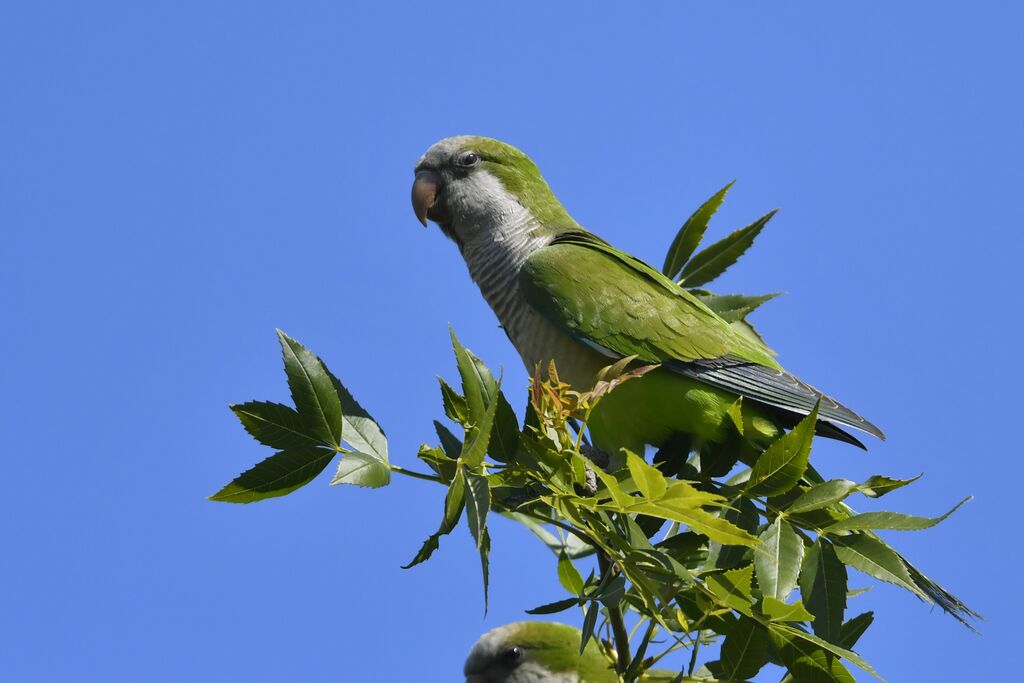 Monk Parakeetadult, identification