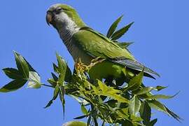 Monk Parakeet