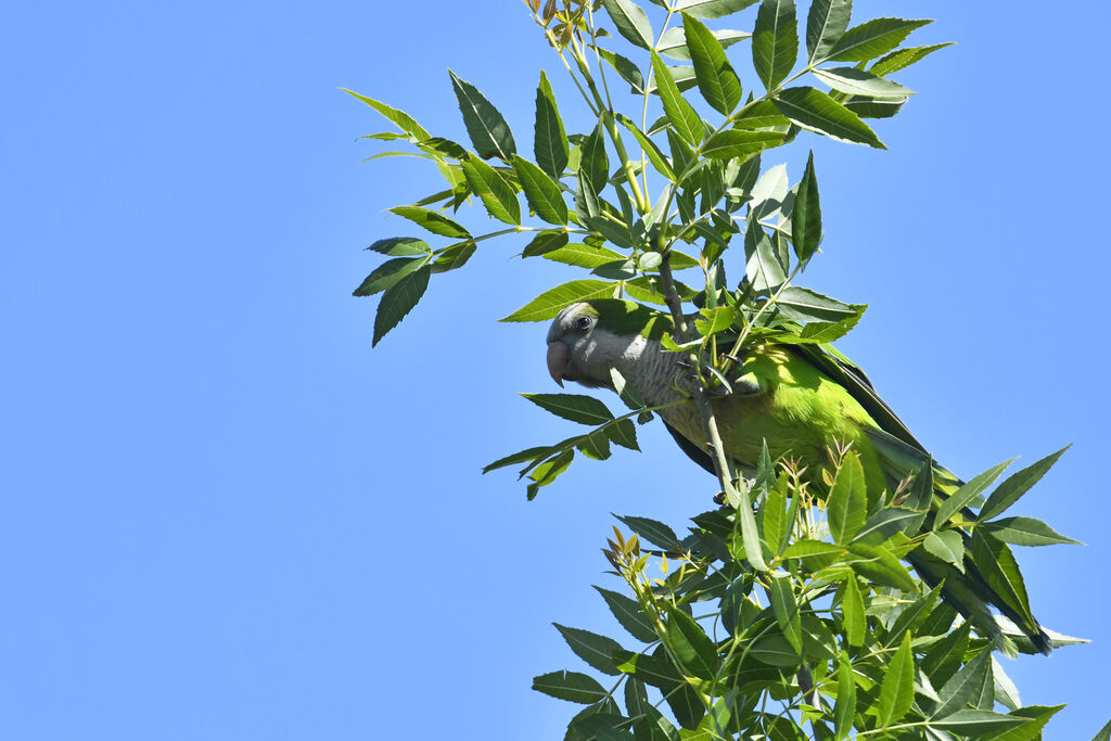 Monk Parakeetadult, identification