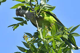 Monk Parakeet