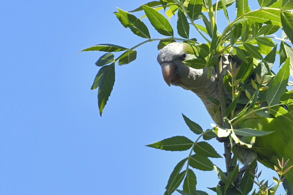 Monk Parakeetadult, close-up portrait