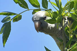 Monk Parakeet