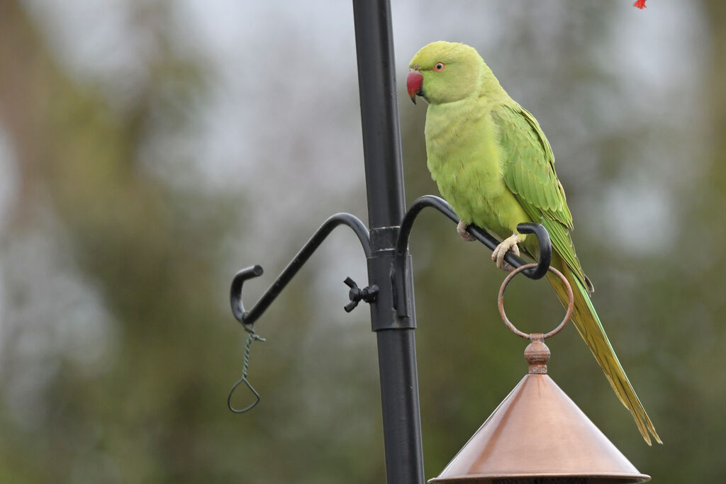 Perruche à collier femelle adulte