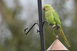 Rose-ringed Parakeet