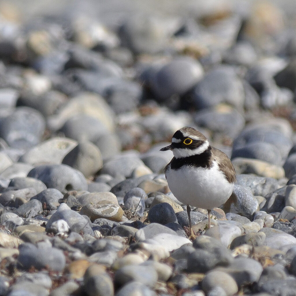 Little Ringed Plover, identification