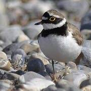 Little Ringed Plover