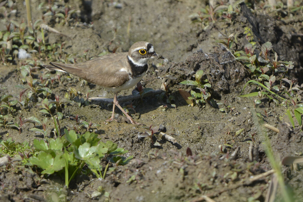 Little Ringed Plover, identification