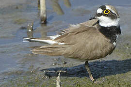 Little Ringed Plover