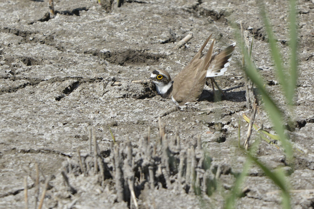 Little Ringed Plover, Behaviour