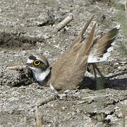 Little Ringed Plover