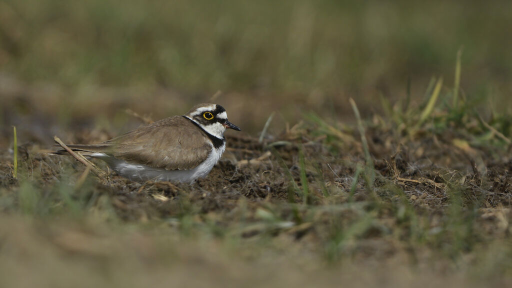 Little Ringed Ploveradult, identification