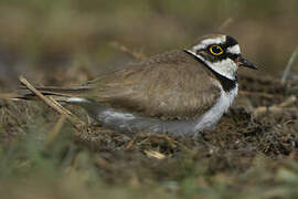 Little Ringed Plover