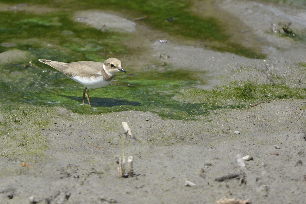 Little Ringed Ploverjuvenile, identification