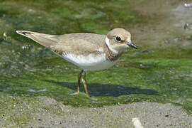 Little Ringed Plover