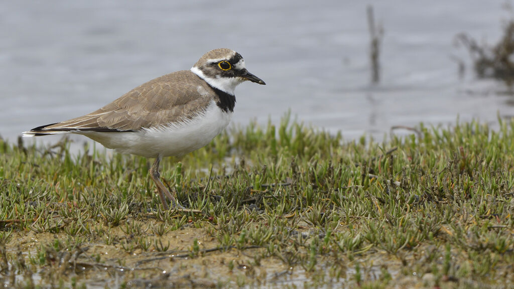 Little Ringed Ploveradult breeding