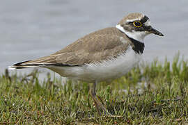 Little Ringed Plover