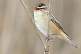 Sedge Warbler