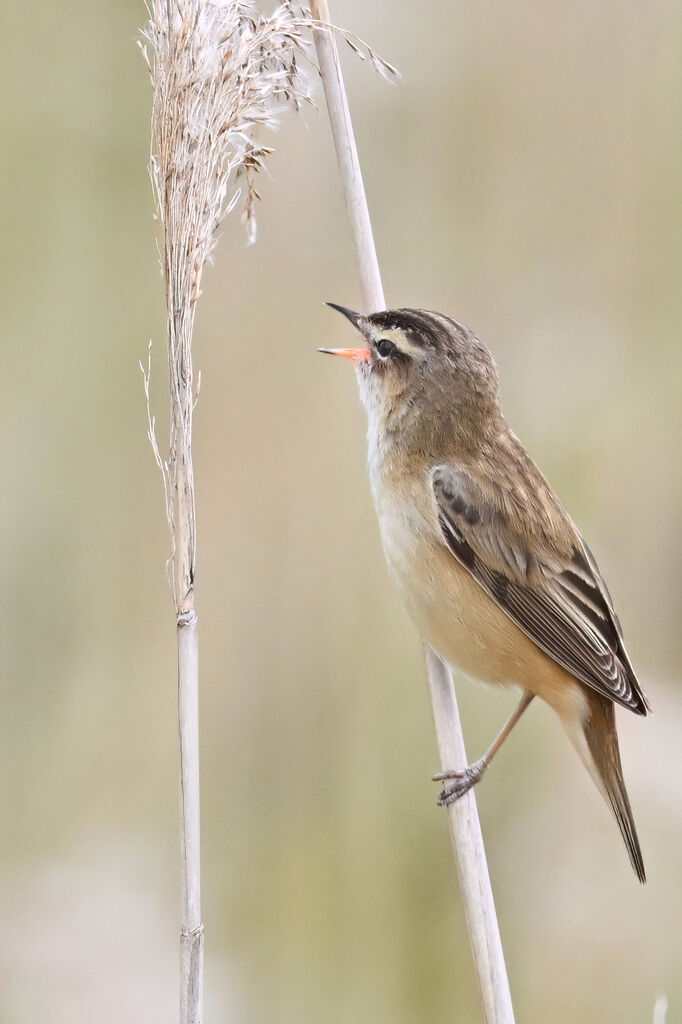 Phragmite des joncsadulte, identification, chant