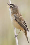 Sedge Warbler