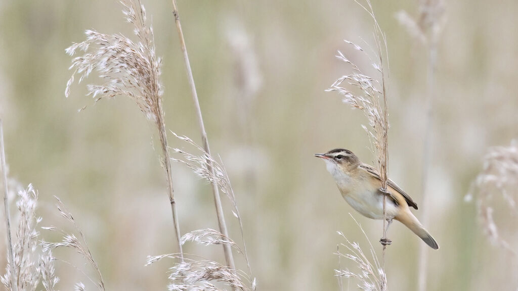 Phragmite des joncsadulte, identification