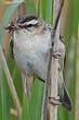 Phragmite des joncs