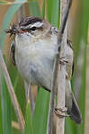 Phragmite des joncs