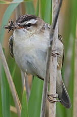 Phragmite des joncs