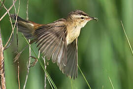 Phragmite des joncs