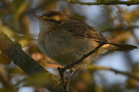 Sedge Warbler